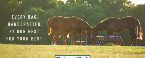 Now Available Bluebonnet Feeds!
